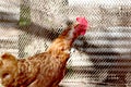 Young rooster in a poutry cage Royalty Free Stock Photo