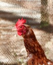 Young rooster in a poutry cage Royalty Free Stock Photo
