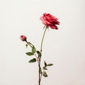 Vintage Minimalism: A Delicate Red Rose On A White Background
