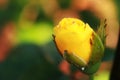 young roses are yellow, look beautiful, bokeh background, macro photography