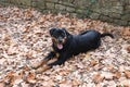 Young Rottweiler dog lies on autumn leaves