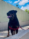 Young Rottweiler dogs