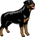 Young Rottweiler