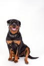 Young rottweiler isolated on white background.