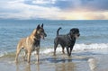 rottweiler and malinois on beach Royalty Free Stock Photo