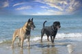 rottweiler and malinois on beach Royalty Free Stock Photo