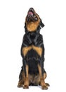 Young Rottweiler sitting in front and looking up