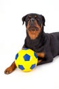 Young rottweiler with soccer ball. Royalty Free Stock Photo