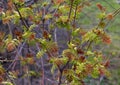 Young rowan leaves are brown-green, small. branches on the bushes open in spring. close photo