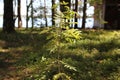 A young rowan tree in the rays