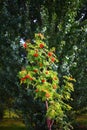Young rowan tree with ripening berries on the background of a large deciduous tree