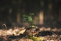 Young rowan tree seedling grow from old stump in Czech forest. Seedling forest is growing in good conditions.