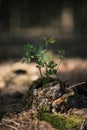 Young rowan tree seedling grow from old stump in Czech forest. Seedling forest is growing in good conditions.