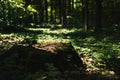 Young rowan tree seedling grow from old stump in Poland forest.