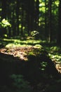 Young rowan tree seedling grow from old stump in Poland forest.