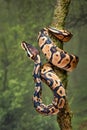 Royal python wrapped around tree Royalty Free Stock Photo