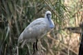 A young royal spoonbill