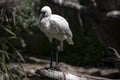 This is a young royal spoonbill, he has a shorter bill
