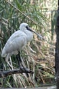 A young royal spoonbill