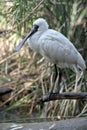 A young royal spoonbill