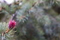 Young rudiment of lime cones early in spring Royalty Free Stock Photo