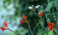 Young Rufous Hummingbird flying over flower stalk