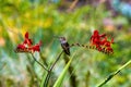 Young Rufous Hummingbird Perched on Flower