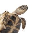 Young Russian tortoise, Horsfield's tortoise