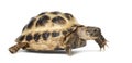 Young Russian tortoise, Horsfield's tortoise