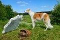 Young russian wolfhound