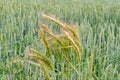 Young rye ears on a background of green wheat field Royalty Free Stock Photo