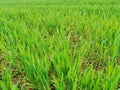 Young rye seedlings growing on a field in a black soil. Royalty Free Stock Photo