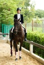 Young 20s Asian woman in horse riding suit with beautiful animal outdoors. Female ride tall smart Royalty Free Stock Photo