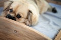 Young sabel tibetan spaniel puppy laying in a wooden homemade dog bed