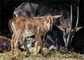 Young sable antelope 3