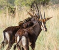 Young Sable Antelope looking sideways