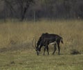 Young Sable antelope in a south african game reserve Royalty Free Stock Photo