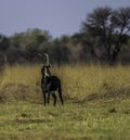 Young Sable antelope in a south african game reserve Royalty Free Stock Photo