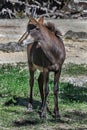 Young sable antelope 1