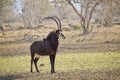 Young sable bull with large antlers on the savnnah