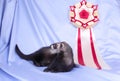 Young sable ferret with award