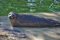 Young sad seal Royalty Free Stock Photo