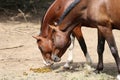 Young saddle horses in paddock smelling feces on hot summer day