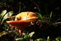 Young Saffron Milk Cap mushroom, also called Red Pine Mushroom, latin name Lactarius Deliciosus, with typical cone shaped hat.