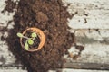 Young sage plant in the shell of the egg Royalty Free Stock Photo