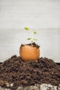 Young sage plant in the shell of the egg Royalty Free Stock Photo