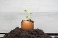 Young sage plant in the shell of the egg Royalty Free Stock Photo