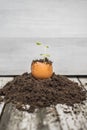 Young sage plant in the shell of the egg Royalty Free Stock Photo