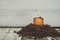 Young sage plant in the shell of the egg Royalty Free Stock Photo