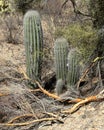 Young saguaro cacti in the Arizona Sonoran Desert